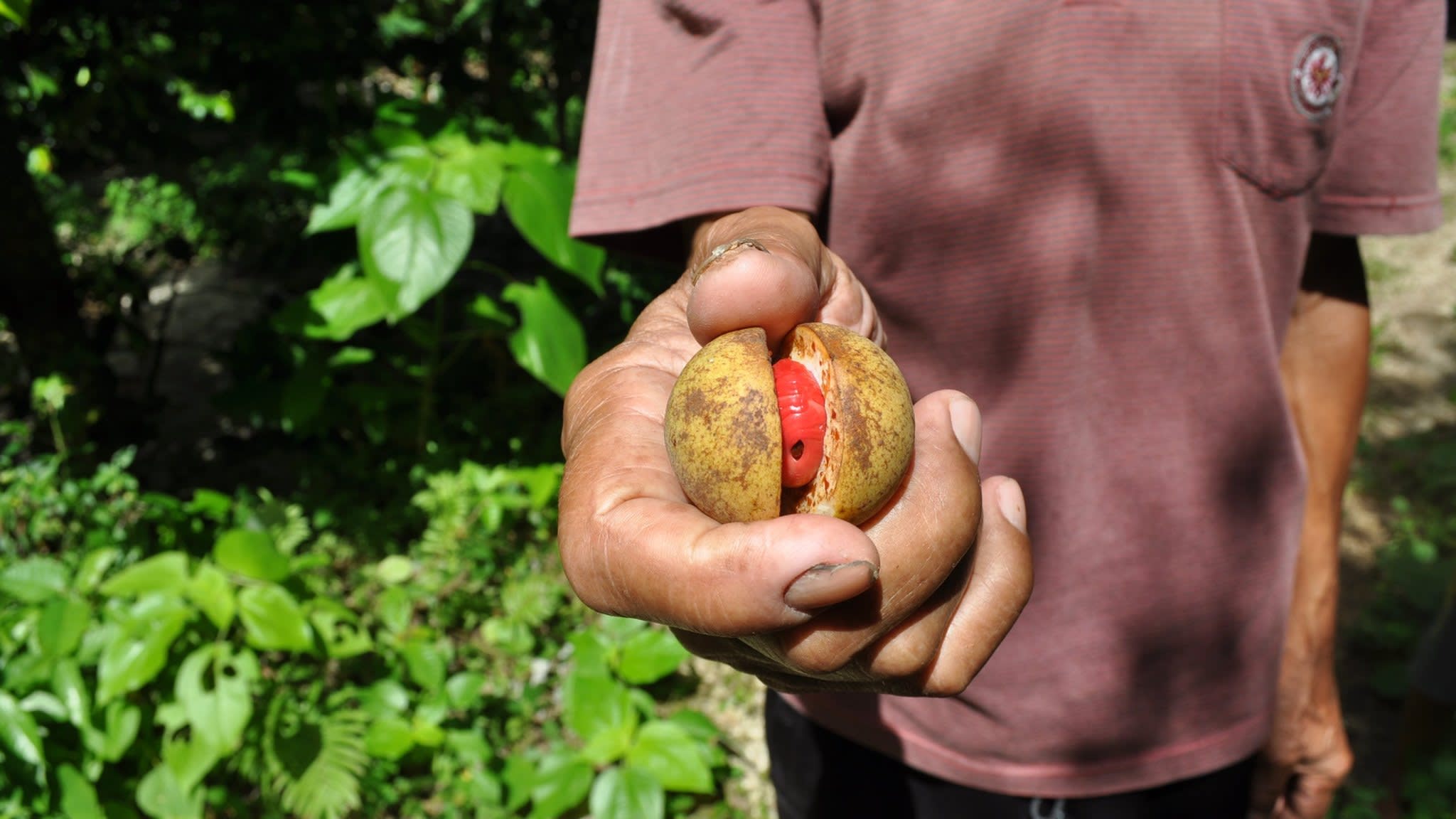  Homme tenant un fruit de muscade mûr avec un arille rouge vif, qui sera séché et vendu comme masse 