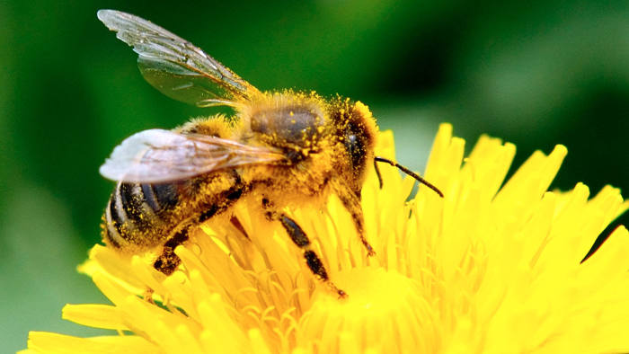 There is no Plan Bee for when we run out of pollinators | Financial Times
