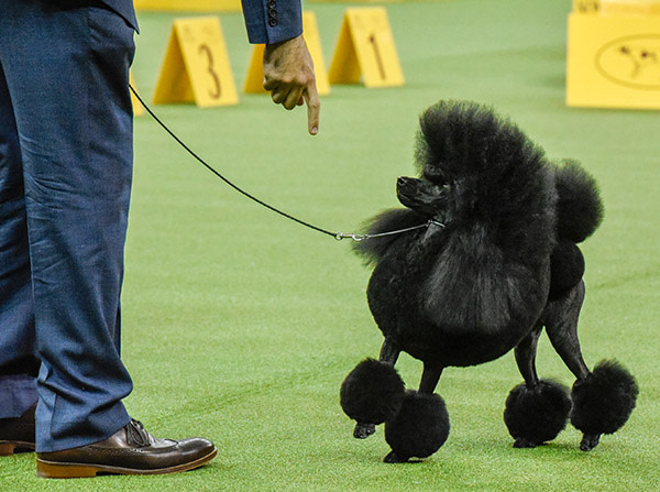 Aftin, a Miniature Poodle, wins the Non-Sporting group at the 141st Westminster Kennel Club Dog Show, in New York City, U.S. February 13, 2017. REUTERS/Stephanie Keith