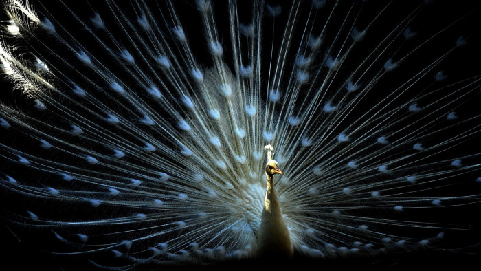 TOPSHOT - A peacock is seen inside its enclosure at a zoo in Tbilisi on April 4, 2017. / AFP PHOTO / Vano SHLAMOVVANO SHLAMOV/AFP/Getty Images