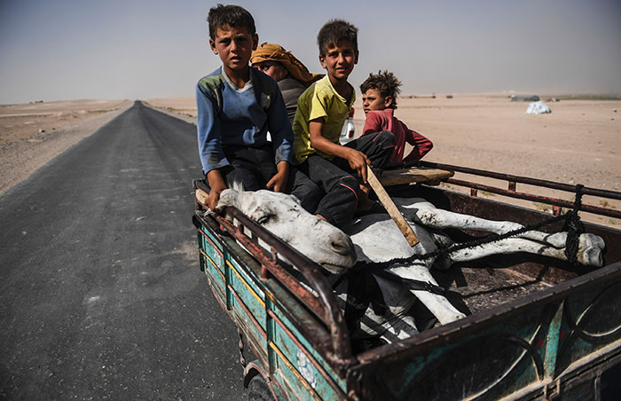 TOPSHOT - Syrians carry a donkey on a trailer on the outskirts of Raqa, on July 19, 2017, as Syrian Democratic Forces, a Kurdish-Arab alliance, are battling to retake the city from Islamic State (IS) group fighters. / AFP PHOTO / BULENT KILICBULENT KILIC/AFP/Getty Images
