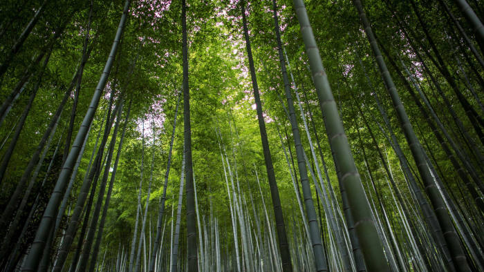 This picture taken on March 3, 2017 shows a bamboo forest near Longshan village near Lin'an, Zhejiang Province. / AFP PHOTO / Johannes EISELE (Photo credit should read JOHANNES EISELE/AFP via Getty Images)