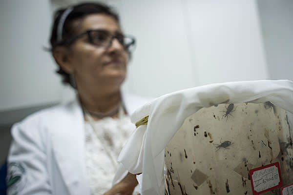 Doctor Maria das Graças Barbosa Guerra with triatomine beetle specimens