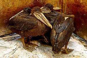 Oiled pelicans