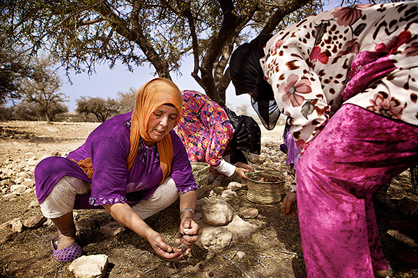 Berber women gather fruits in an argan grove. Once dried, the kernels are pressed for oil and the husk used to feed livestock