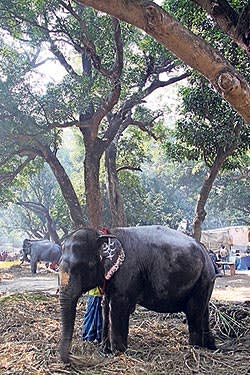 An elephant at the Sonepur fair