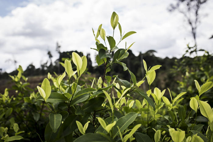 Coca fields and Coca leaves grow in Colombia. Photographer: Nicolo Filippo Rosso/Bloomberg
