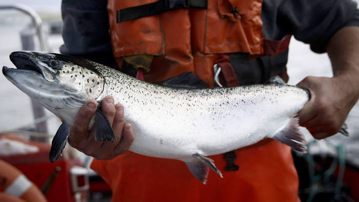 An employee holds a salmon at The Scottish Salmon Company Ltd.'s marine fishery on East Loch Roug near Stornoway, on the Isle of Lewis, U.K., on Thursday, Aug. 7, 2014. Scotland should adopt its own currency if it becomes independent following the Sept. 18 referendum, as the nationalists' plan to keep the pound could prove too costly, according to the National Institute for Economic and Social Research. Photographer: Simon Dawson/Bloomberg