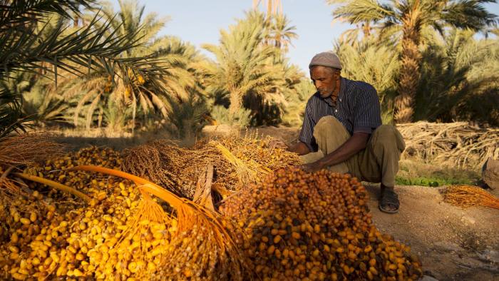A man harvests dates at a farm on October 27, 2016 near Morocco's southeastern oasis town of Erfoud, north of Er-Rissani in the Sahara Desert.
The oasis of Tafilalet near Er-Rissane is at risk of disappearing as the area is drying up due to global warming.  / AFP / FADEL SENNA / TO GO WITH AFP STORY BY JALAL AL-MAKHFI
        (Photo credit should read FADEL SENNA/AFP/Getty Images)