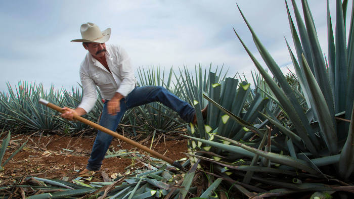 Cutting: at harvest time, Blue Weber agave plants are chopped down