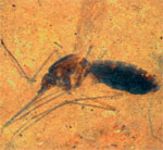 A 46-million-year-old mosquito, preserved in shale fragments