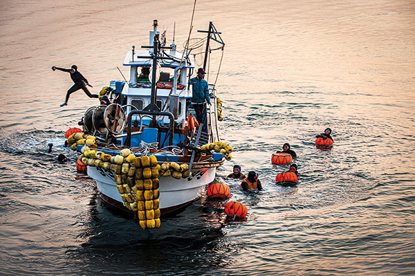 A diver jumps from a fishing boat off Jeju as other haenyeo clutch the orange buoys to which they attach their seaweed sacks