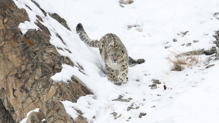 Snow leopard (Uncia uncia) walking down snow covered slope, Hemas National Park, Ladakh, India. Winner of the Long Lens catergory in the Melvita Nature Images Awards competition 2014