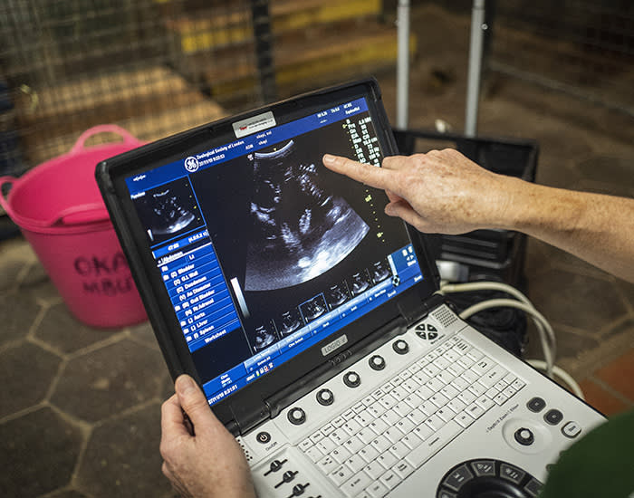 27/11/2019 FT Seasonal appeal at ZSL, London Zoo. To go with Clive Cookson copy. Vet, Tai Strike, conducts an ultrasound of a pregnant Okapi at London Zoo this morning.