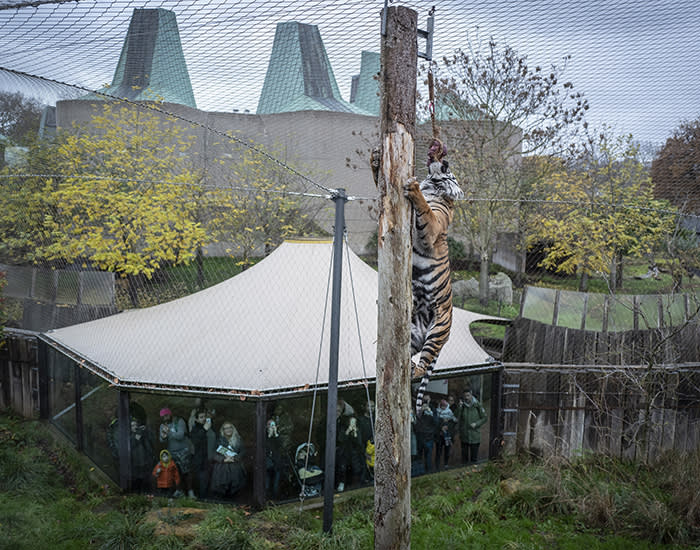 27/11/2019 FT Seasonal appeal at ZSL, London Zoo. To go with Clive Cookson copy. Asmi the Sumatran tiger at London Zoo.