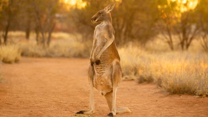 Chargrilled kangaroo restores balance to an overrun outback | Financial  Times