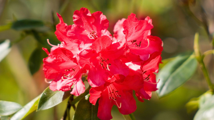 Red rhododendron blossom