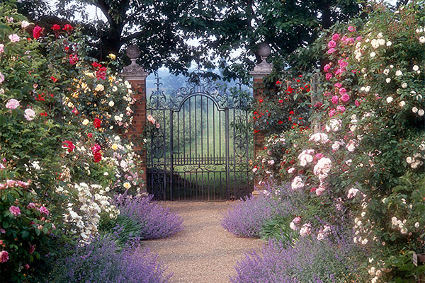 Rose Garden and Gate' - Postern House, Tonbridge, Kent. Roses and lavender growing on either side of path leading to ironwork gate, with green garden beyond     Date: 1996
