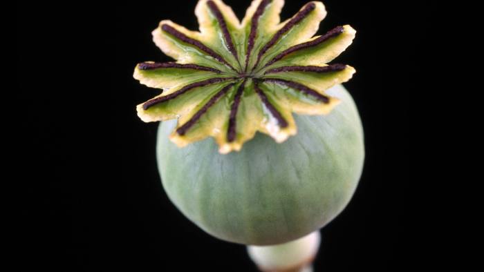 Papaver somniferum. Seed pod of Opium Poppy.