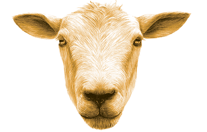 Illustration of a sheep's head