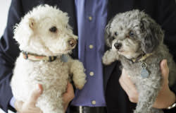 Daisy and Violet, Peter Tufano's miniature poodles 