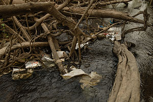 Waste left by loggers, Ratanakiri province, Cambodia