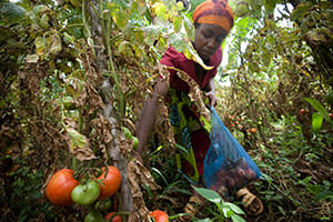 Tomato harvesting in Tanzania