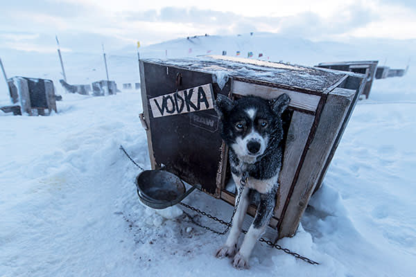 Vodka, a dog at the Green Dog sledding company, which organises trips up the valley at Longyearbyen