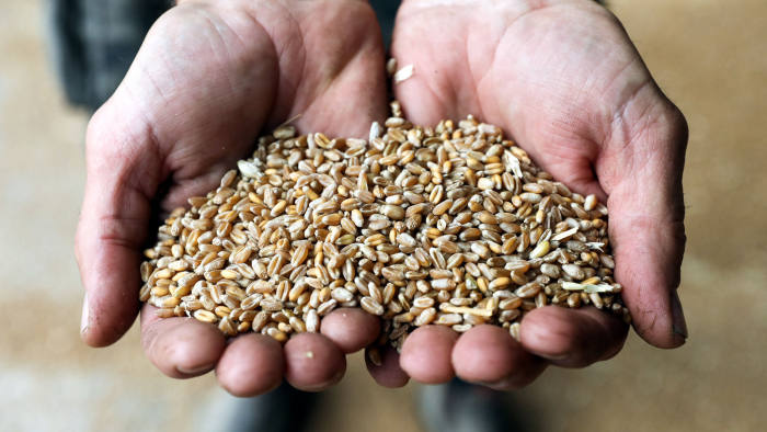 A farmer holds freshly harvested KWS Kerrin winter wheat grain in a storage shed at a farm in Royston, U.K., on Tuesday, July 24, 2018. Hot and dry weather in recent months has hit European wheat fields hard, pushing U.K. feed-wheat futures' premium over French corn to a four-year high. Photographer: Chris Ratcliffe/Bloomberg