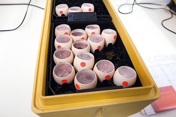 Chicken embryos in an incubator. Dr Helen Sang, Dr Ian Dunn and Dr John Hickey work with genetic modification and bioengineering of chickens at the Roslin Instute, Edinburgh. 