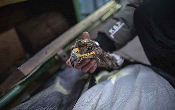 At the outdoor market in central Ulan Bator, an illegal trader offers to sell the severed head and talons of a steppe eagle