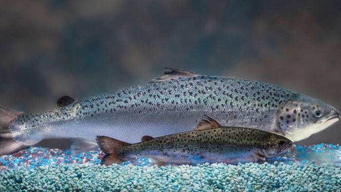 A genetically modified salmon, rear, and a non-genetically modified salmon, foreground