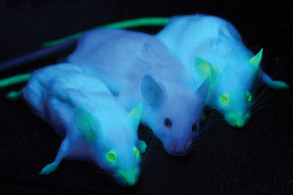 Two NOD/SCID mice expressing enhanced green fluorescent protein (eGFP) under UV-illumination flanking one plain NOD/SCID mouse from the non-transgenic parental line