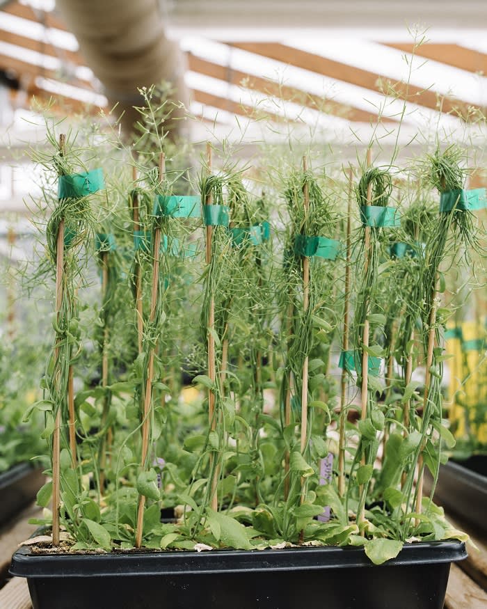 Plants in the greenhouse where experiments are carried out on 'Arabidopsis'