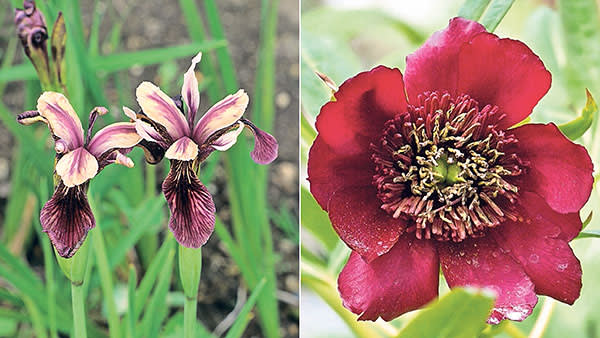 Iris forrestii and Paeonia delavayi