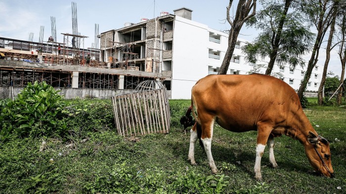 BALI, INDONESIA - JANUARY 27: Cow eats grass near a hotel construction site on January 27, 2014 in Kuta, Bali, Indonesia. Bali has become one of Asia's top tourist destinations, however concerns have been raised over the speed of construction, particularly around the coastal areas. The Indonesian Tourist Association are pleading with the government to put a hotel moratorium on the island. Tourists who arrive from all over the world have begun to complain about the current condition of Bali with hi rise buildings and construction sites soiling the natural beauty of the island. With the rapid growth of budget hotels and villas, many fear that supply will soon massively outweigh demand and Bali's once thriving tourist industry will begin to fall. (Photo by Putu Sayoga/Getty Images)