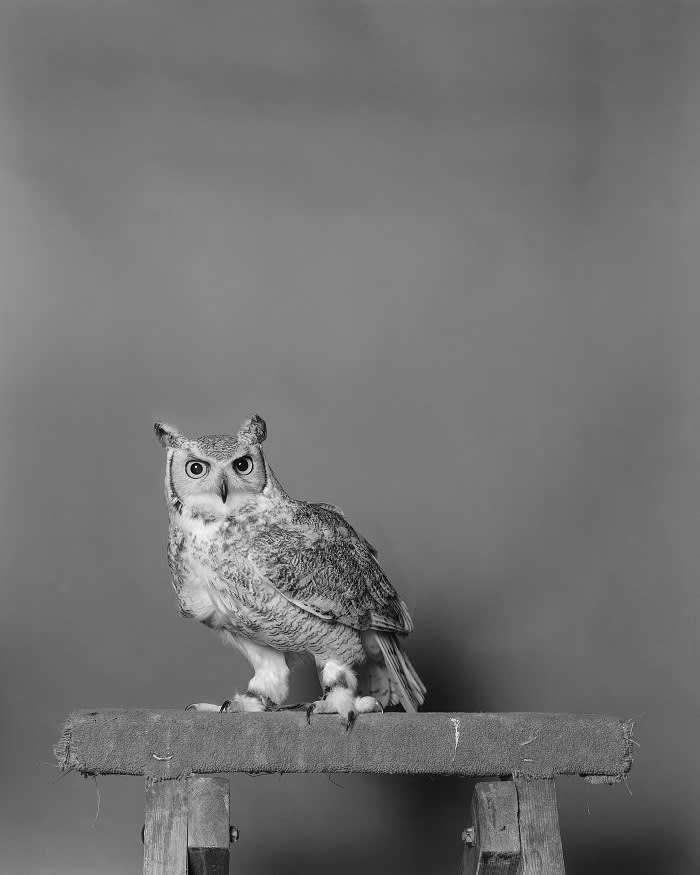 Moloch owl god