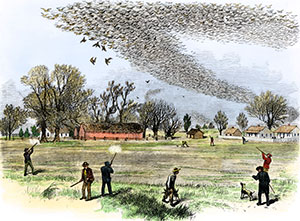 Woodcut of passenger pigeon shooting in 1870s Louisiana