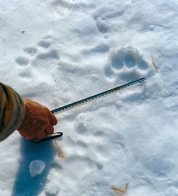 Durminskoye Reserve; Alexander Batalov; Siberian tiger