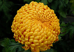 Chrysanthemum Bronze Max Riley