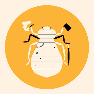 Illustration of a bedbug by Angus Greig