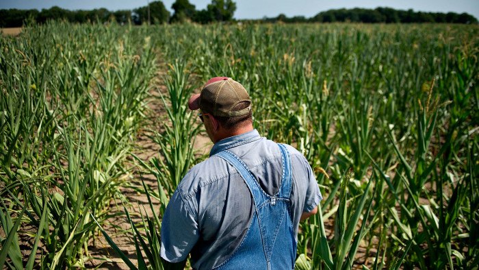 Farmer Andy Stoll looks over drought damaged field corn