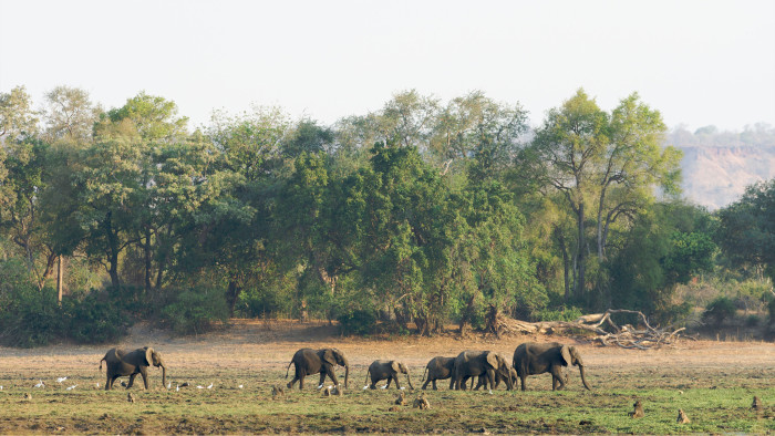Elephants in the Gonarezhou National Park