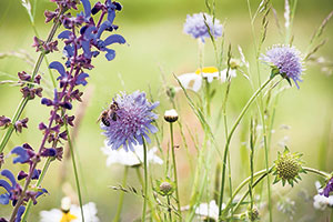 Meadow clary (left) and scabious are attractive to bees