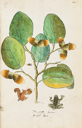 Painting of the Great Roman Hazel Nut with a red squirrel and frog below