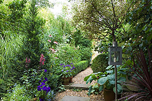 Gravel path in a London garden with lantern and boxwood hedge