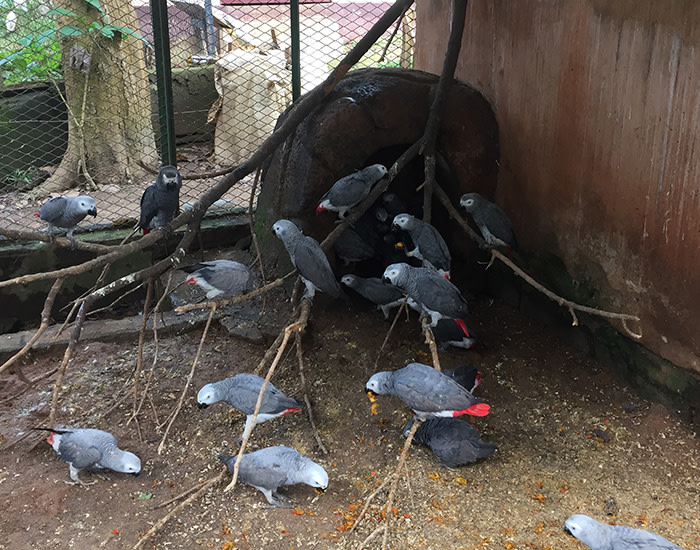 Rescued parrots flock together in an enclosure near the Dja reserve in Cameroon