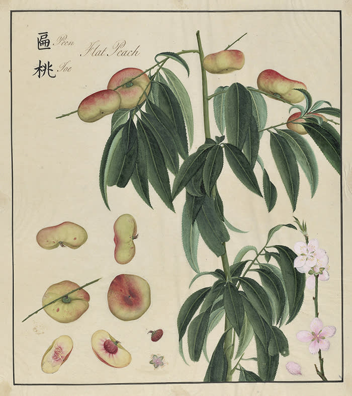 Fig. 2. "Pee Toe" - the flat peach - painted by a Chinese artist in Canton ca. 1770 in collaboration with John Bradby Blake. © The Oak Spring Garden Foundation. [Prunus persica (L.) Batsch. OSGF,JBB (OSGL #M-152)]