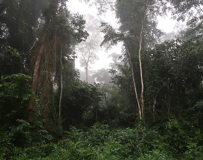 Dja reserve is a Unesco world heritage site. ZSL has helped destroy parrot traps within the reserve