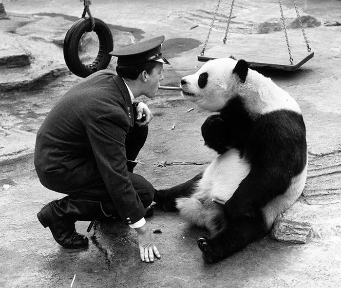 29th September 1959:  London Zoo keeper Alan Kent squats in front of Chi-Chi the giant panda and feeds her a piece of bamboo from between his teeth.  (Photo by William Vanderson/Fox Photos/Getty Images)